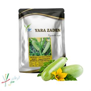 کدو هیبرید رقم الا (YZ 2402)